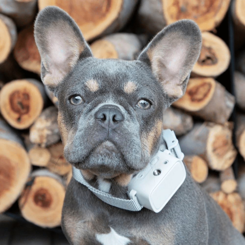 Barktec Rechargeable Citronella Spray Bark Collar with Refill Aetertek Australia